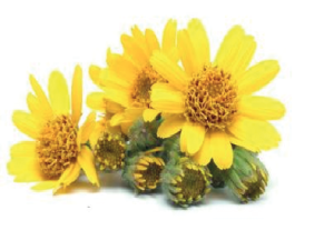 Arnika Yağı -Arnica Flower