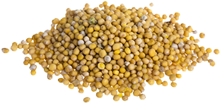 Hardal Tohumu Yağı 1 Kg