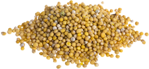 Hardal Tohumu Yağı 1 Kg