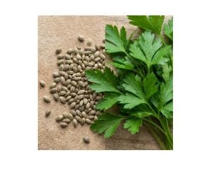 Maydanoz Tohumu Yağı 1 Kg